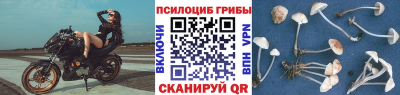 darknet как зайти  МЕГА зеркало  Баксан  Галлюциногенные грибы GOLDEN TEACHER 